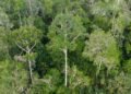 Hutan Adat Ammatoa Kajang