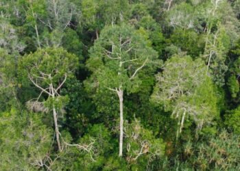 Hutan Adat Ammatoa Kajang