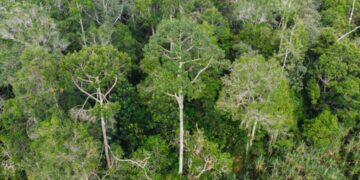 Hutan Adat Ammatoa Kajang