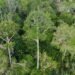 Hutan Adat Ammatoa Kajang