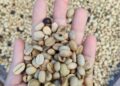 Pertanian Bukan Cuma Soal Mencangkul, Ini Soal Value Chain 57 Biji Kopi Arabika Yunnan (Sumber: Made in China)