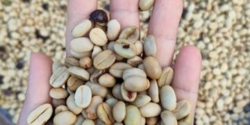 Biji Kopi Arabika Yunnan (Sumber: Made in China)