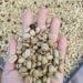 Pertanian Bukan Cuma Soal Mencangkul, Ini Soal Value Chain 56 Biji Kopi Arabika Yunnan (Sumber: Made in China)