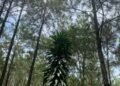 Tandus Menjadi Hutan Pinus: Transformasi Ekologis DIY Dukungan SDGs Poin 15 47 Hutan pinus