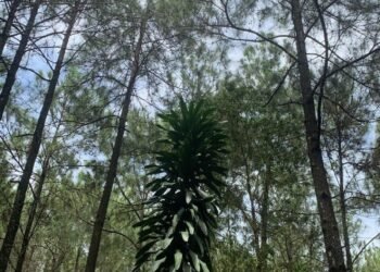 Hutan pinus