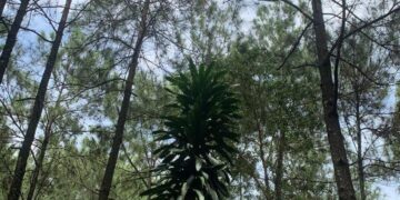Hutan pinus