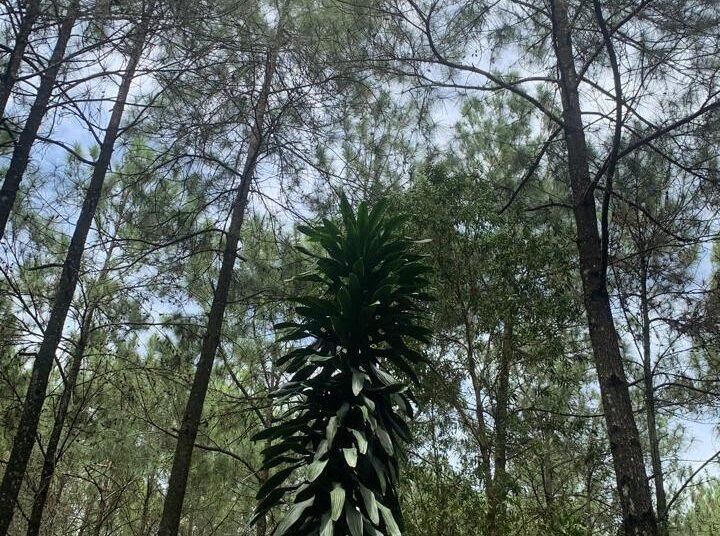 Tandus Menjadi Hutan Pinus: Transformasi Ekologis DIY Dukungan SDGs Poin 15 47 Hutan pinus