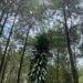 Tandus Menjadi Hutan Pinus: Transformasi Ekologis DIY Dukungan SDGs Poin 15 51 Hutan pinus