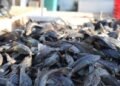 Populasi ikan sapu-sapu yang melimpah
(Sumber: Friastuti, 2026).