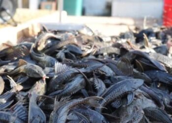 Populasi ikan sapu-sapu yang melimpah
(Sumber: Friastuti, 2026).