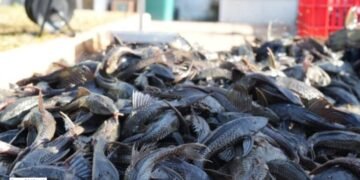 Waspada! Penggunaan Ikan Sapu-Sapu dalam Makanan Olahan Murah 47 Populasi ikan sapu-sapu yang melimpah
(Sumber: Friastuti, 2026).