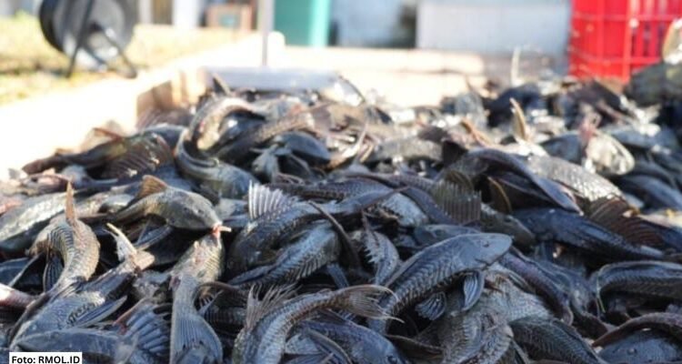Waspada! Penggunaan Ikan Sapu-Sapu dalam Makanan Olahan Murah 46 Populasi ikan sapu-sapu yang melimpah
(Sumber: Friastuti, 2026).