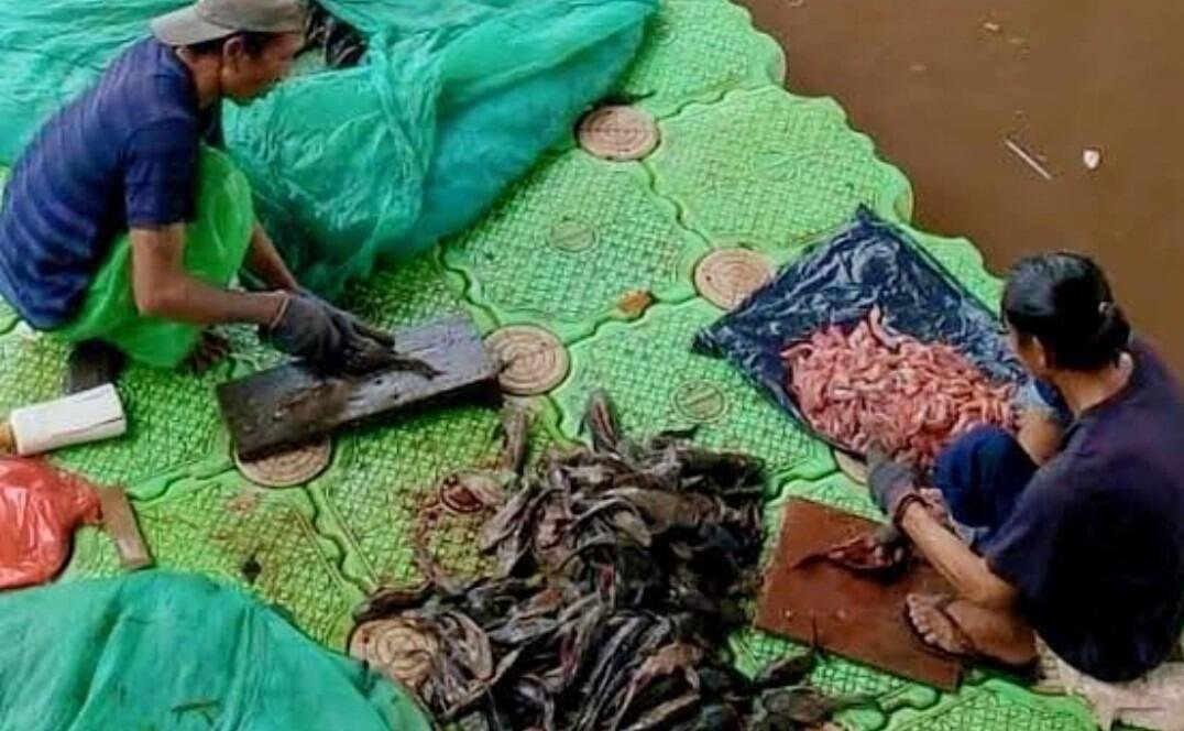 Waspada! Penggunaan Ikan Sapu-Sapu dalam Makanan Olahan Murah 49 IMG 20260608 WA0012
