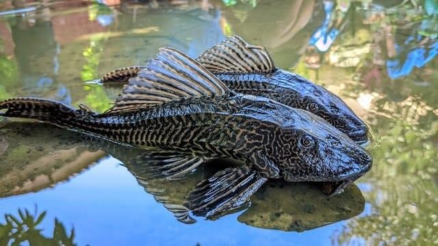 Waspada! Penggunaan Ikan Sapu-Sapu dalam Makanan Olahan Murah 47 IMG 20260608 WA0013 1
