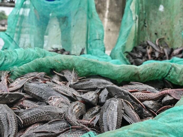 Waspada! Penggunaan Ikan Sapu-Sapu dalam Makanan Olahan Murah 48 IMG 20260608 WA0014