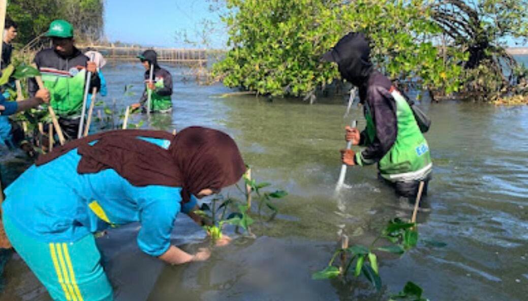 Penanaman bibit mangrove (Sumber: Dokumentasi Pribadi) 