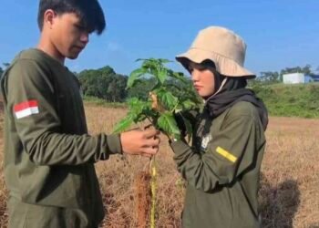 Mahasiswa Agribisnis UNDIP Kampus Batang melakukan pengamatan tinggi tanaman pada kegiatan Praktikum Budidaya Tanaman Hortikultura. (Sumber: Salwa Nahya)