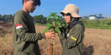Mahasiswa Agribisnis UNDIP Kampus Batang melakukan pengamatan tinggi tanaman pada kegiatan Praktikum Budidaya Tanaman Hortikultura. (Sumber: Salwa Nahya)