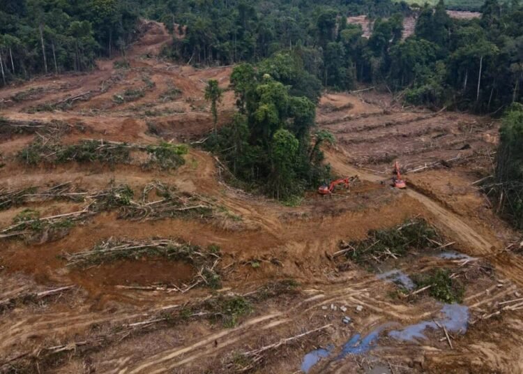 Hukum Adat Papua dan Polemik “Pesta Babi”: Ketika Tanah Leluhur Berhadapan dengan Kepentingan Negara 46 ISKJ SAWA 2