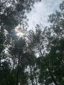 Tandus Menjadi Hutan Pinus: Transformasi Ekologis DIY Dukungan SDGs Poin 15 48 WhatsApp Image 2026 06 06 at 11.41.20