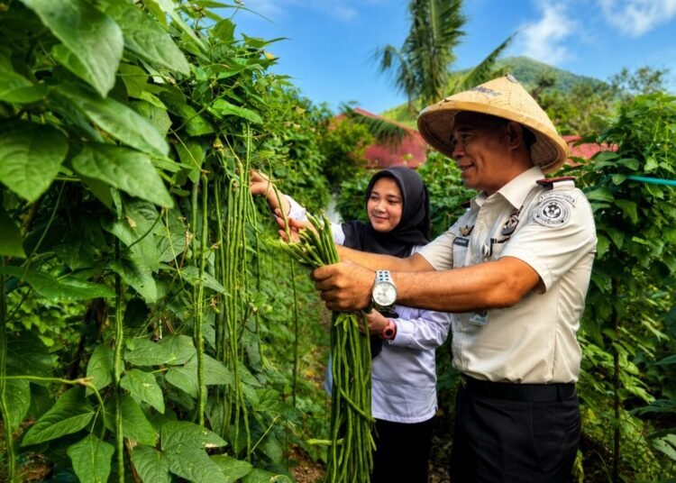 Panen Melimpah, Lapas Bandanaira Hasilkan 100 Ikat Kacang Panjang dari Program Pembinaan Kemandirian di Lahan SAE 46 WhatsApp Image 2026 06 08 at 09.31.08 1