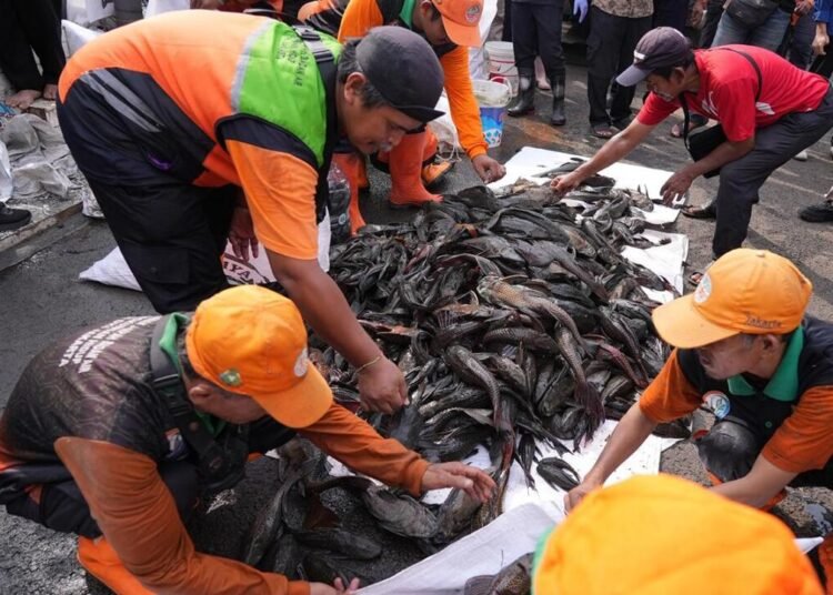 Foto hasil penangkapan ikan sapu-sapu di Jakarta (Sumber: multimedia.beritajakarta.id)