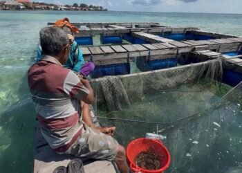 Dari Kampus ke Pesisir, Mahasiswa IPB Dampingi Warga Desa Kabita Togo Kembangkan Budidaya Ikan Kerapu 46 Hasil penerapan kegiatan Budidaya Ikan Kerapu yang dilakukan oleh masyarakat Desa Kabita Togo, kabupaten Wakatobi(Sumber: Dokumentasi Pribadi)