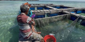 Hasil penerapan kegiatan Budidaya Ikan Kerapu yang dilakukan oleh masyarakat Desa Kabita Togo, kabupaten Wakatobi(Sumber: Dokumentasi Pribadi)