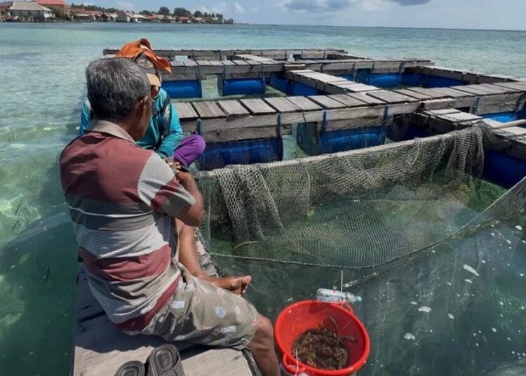 Dari Kampus ke Pesisir, Mahasiswa IPB Dampingi Warga Desa Kabita Togo Kembangkan Budidaya Ikan Kerapu 46 Hasil penerapan kegiatan Budidaya Ikan Kerapu yang dilakukan oleh masyarakat Desa Kabita Togo, kabupaten Wakatobi(Sumber: Dokumentasi Pribadi)