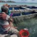 Dari Kampus ke Pesisir, Mahasiswa IPB Dampingi Warga Desa Kabita Togo Kembangkan Budidaya Ikan Kerapu 53 Hasil penerapan kegiatan Budidaya Ikan Kerapu yang dilakukan oleh masyarakat Desa Kabita Togo, kabupaten Wakatobi(Sumber: Dokumentasi Pribadi)