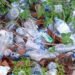 Foto tumpukan sampah botol plastik (Sumber: Dokumentasi Pribadi)