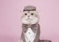 Kiwi British Cat Mencuri Perhatian Lewat Konten Kreatif, Jadi Favorit Pecinta Kucing di TikTok 47 1000444317 1