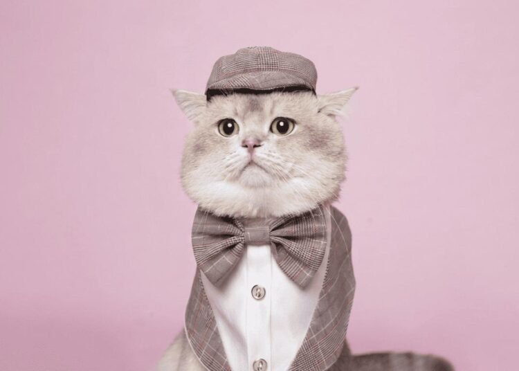 Kiwi British Cat Mencuri Perhatian Lewat Konten Kreatif, Jadi Favorit Pecinta Kucing di TikTok 46 1000444317 1