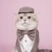 Kiwi British Cat Mencuri Perhatian Lewat Konten Kreatif, Jadi Favorit Pecinta Kucing di TikTok 55 1000444317 1