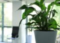 Sewa Anggrek di rentalbunga.com