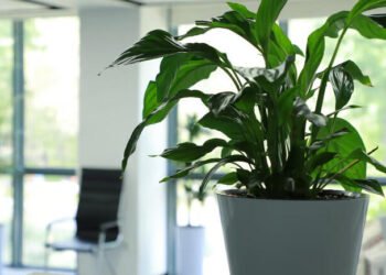 Sewa Anggrek di rentalbunga.com