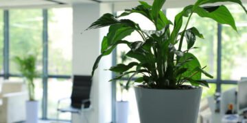 Sewa vs Beli: Mengapa Rental Tanaman Lebih Menguntungkan untuk Kantor dan Event? 57 Sewa Anggrek di rentalbunga.com