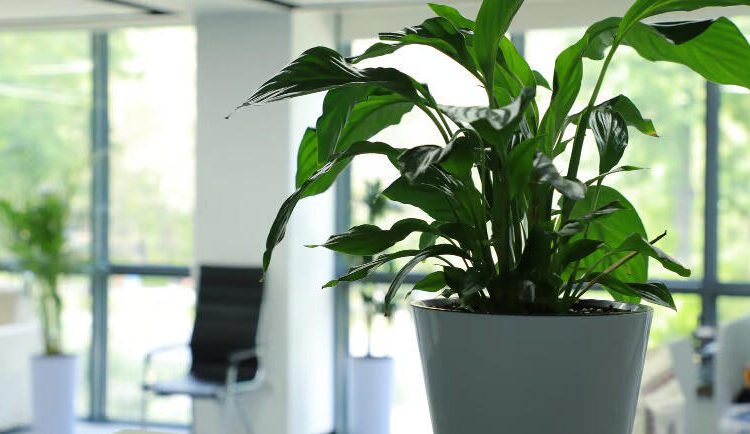 Sewa Anggrek di rentalbunga.com
