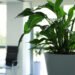 Sewa Anggrek di rentalbunga.com