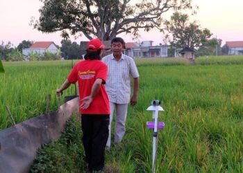 Mahasiswa Untag Surabaya Bantu Petani Lasem Gresik Basmi Hama Padi Pakai Lampu Perangkap Tenaga Surya 46 hama