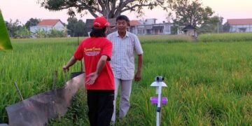 Mahasiswa Untag Surabaya Bantu Petani Lasem Gresik Basmi Hama Padi Pakai Lampu Perangkap Tenaga Surya 56 hama