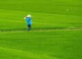 Impor Beras dan Eksternalitas Negatif bagi Petani Lokal 47 (Sumber: https://unsplash.com/id/foto/seseorang-di-lapangan-dengan-topi-BiowcUcMDws)
