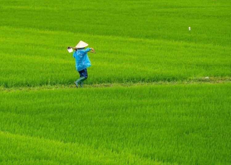 Impor Beras dan Eksternalitas Negatif bagi Petani Lokal 46 (Sumber: https://unsplash.com/id/foto/seseorang-di-lapangan-dengan-topi-BiowcUcMDws)