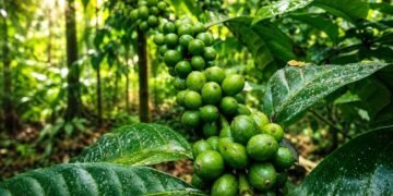 Kopi Senduro Menembus Singapura hingga Dubai