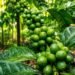 Kopi Senduro Menembus Singapura hingga Dubai 55 Kopi Senduro Menembus Singapura hingga Dubai
