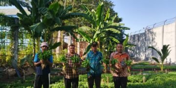 Pembinaan yang Berdampak, Lapas Ternate Panen 120 Kilogram Kangkung Warga Binaan
