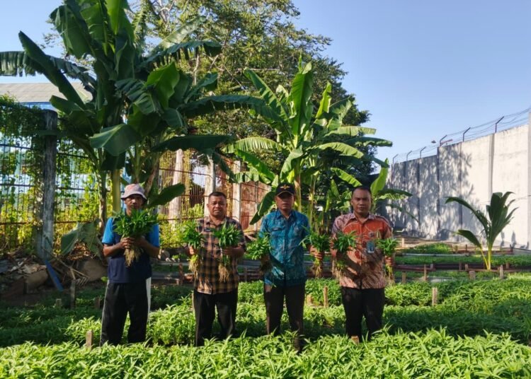 Pembinaan yang Berdampak, Lapas Ternate Panen 120 Kilogram Kangkung Warga Binaan 46 Pembinaan yang Berdampak, Lapas Ternate Panen 120 Kilogram Kangkung Warga Binaan
