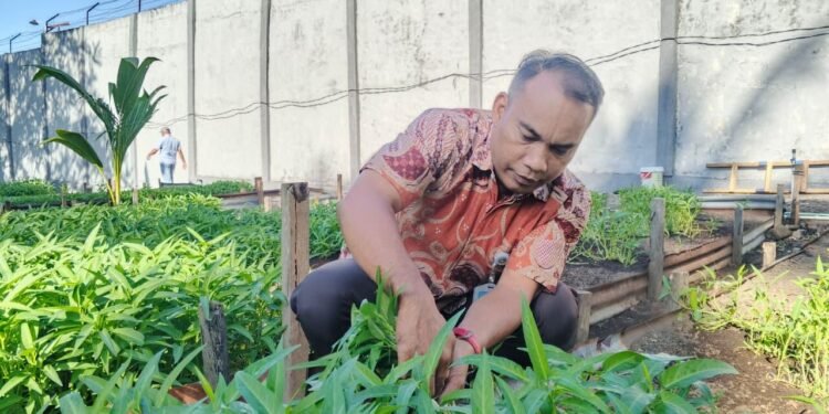 Pembinaan yang Berdampak, Lapas Ternate Panen 120 Kilogram Kangkung Warga Binaan 47 Pembinaan yang Berdampak, Lapas Ternate Panen 120 Kilogram Kangkung Warga Binaan