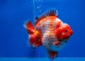 Dari Hobi Jadi Bisnis Nasional: Super Koi Nusantara, Toko Ikan Hias Asal Serpong yang Raih Rating 5 Bintang dan Melayani Ribuan Pelanggan se-Indonesia (Ganti gambar utama, bukan gambar logo, brosur, tanpa ada tulisan) (dilarang mencantumkan nomor telepon, website ) 47 gambar ikan koki short tail 4