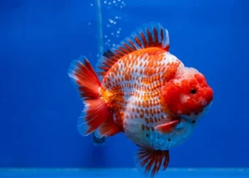 gambar ikan koki short tail 4